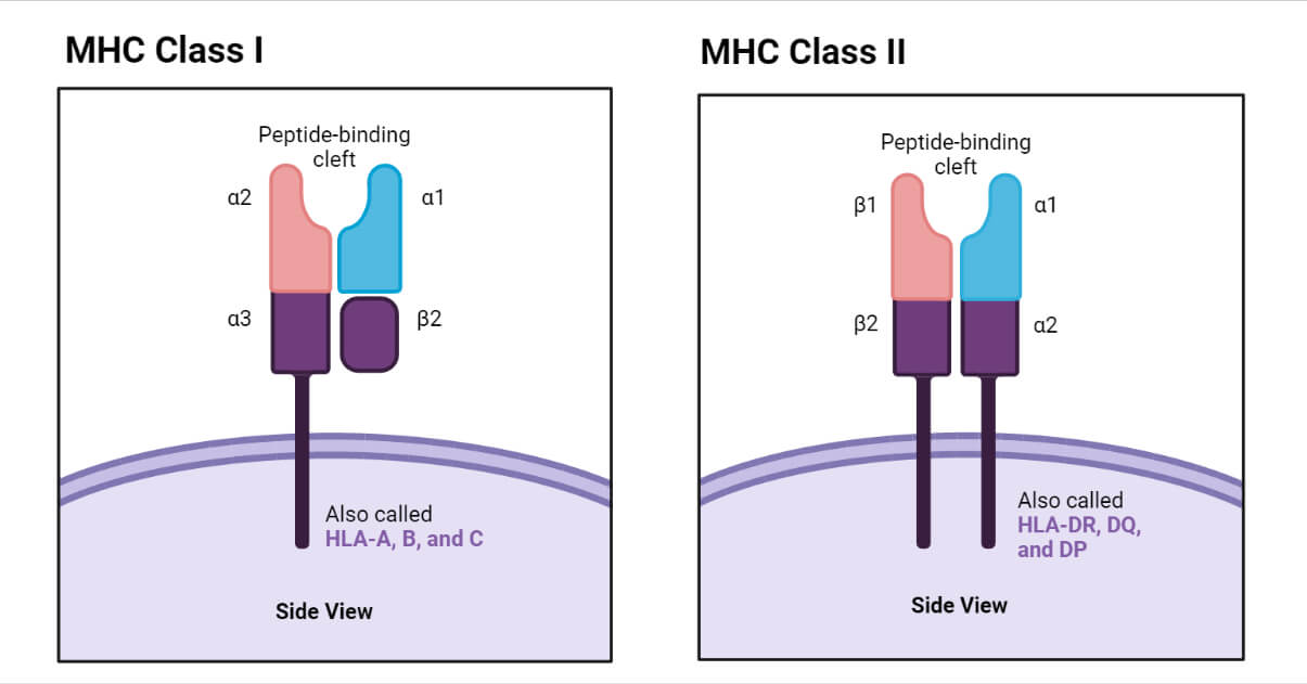第一类MHC分子和第二类MHC分子
