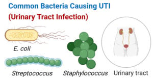 引起尿路感染的常见细菌