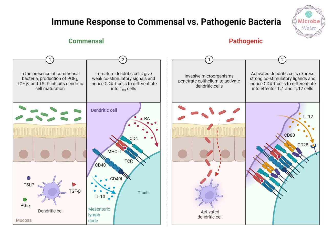 共生菌与致病菌的免疫反应