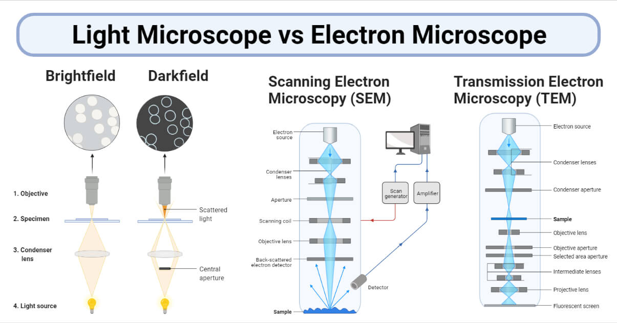光学显微镜vs电子显微镜