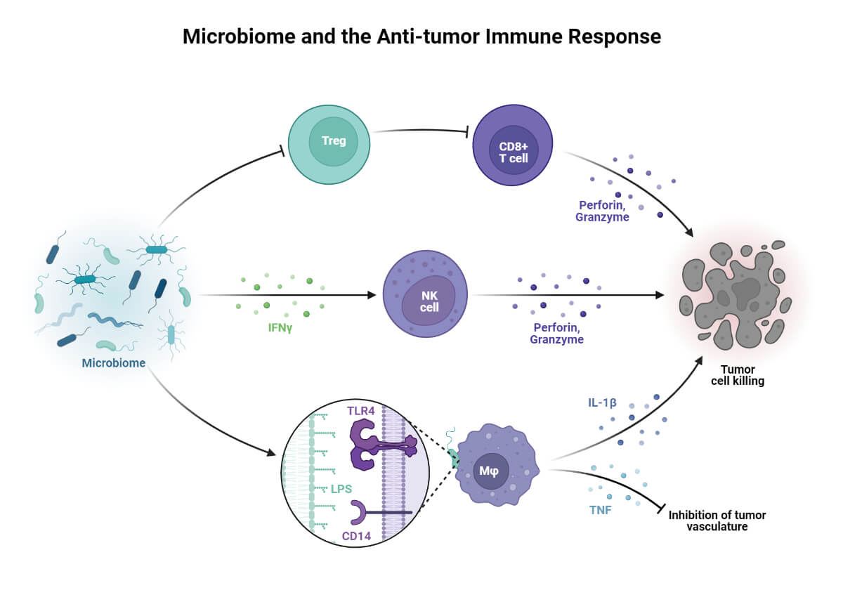微生物组与抗肿瘤免疫应答