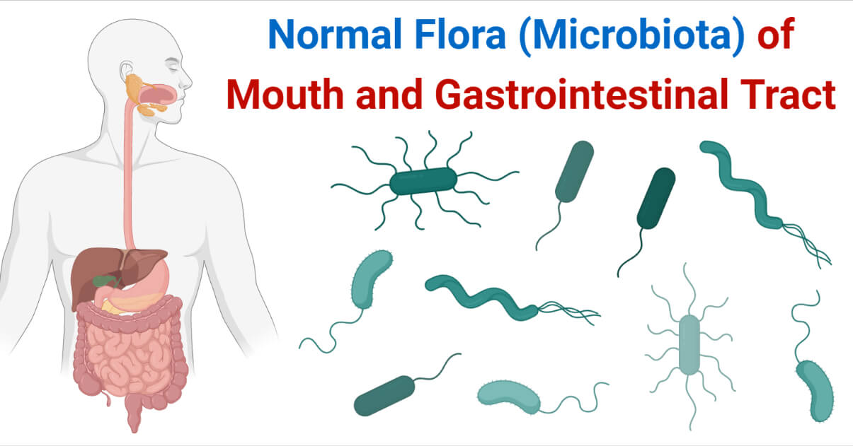 口腔及胃肠道的正常菌群