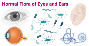 眼睛和耳朵的正常菌群
