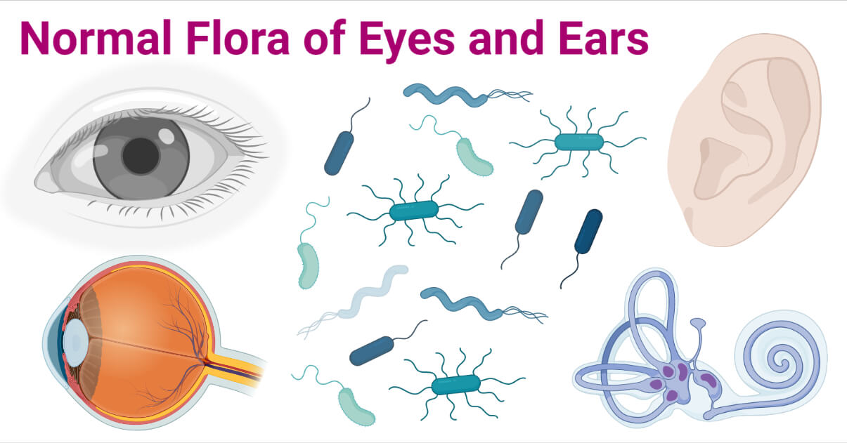 眼睛和耳朵的正常菌群