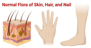 皮肤、头发和指甲的正常菌群
