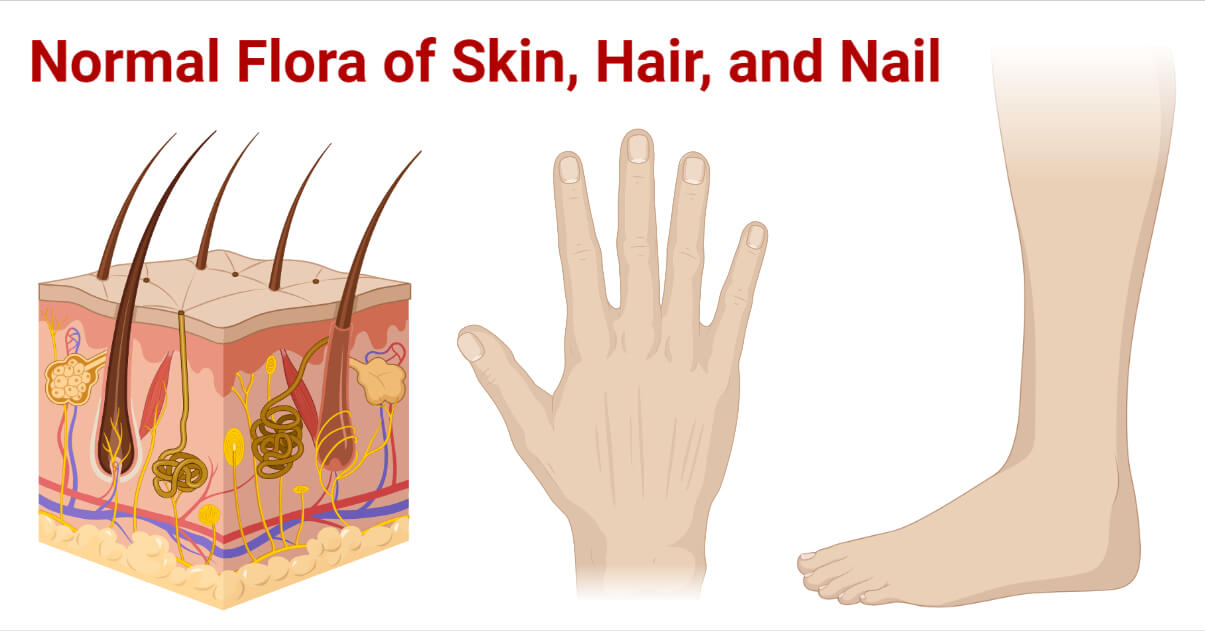 皮肤，头发和指甲的正常菌群