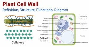 Plant Cell Wall Diagram