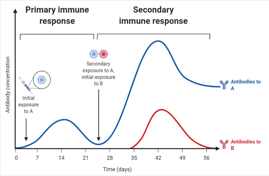 初级免疫应答与二级免疫应答