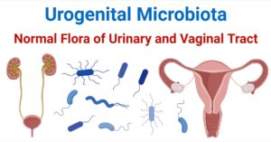 泌尿生殖微生物群-泌尿和阴道的正常菌群
