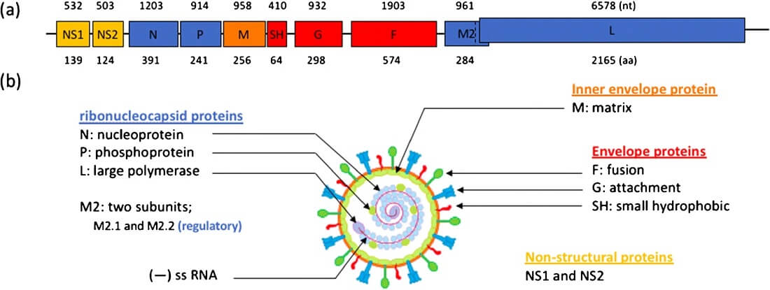 呼吸道合胞病毒(RSV)的基因组结构