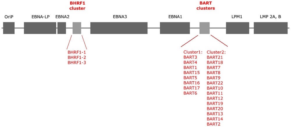 eb病毒(EBV)基因组结构研究