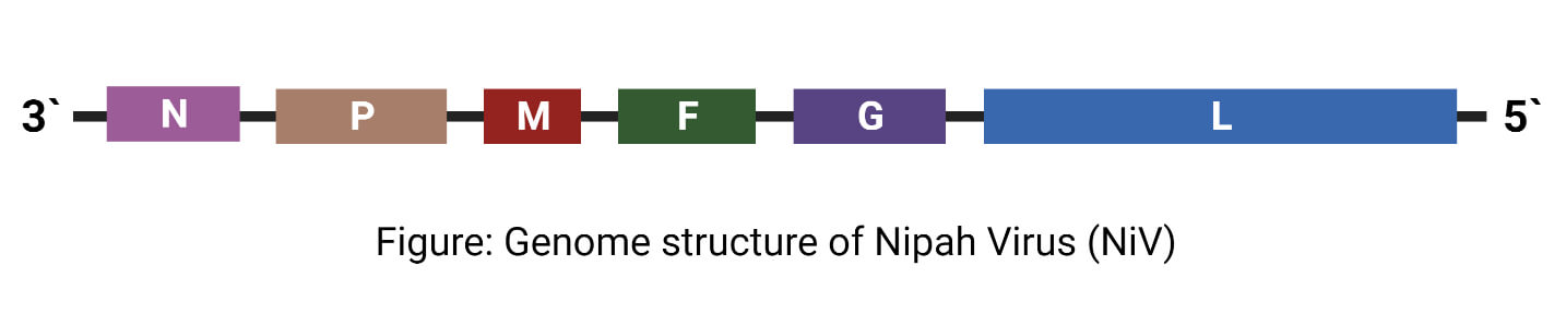 尼帕病毒的基因组结构