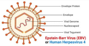eb病毒(EBV)的结构