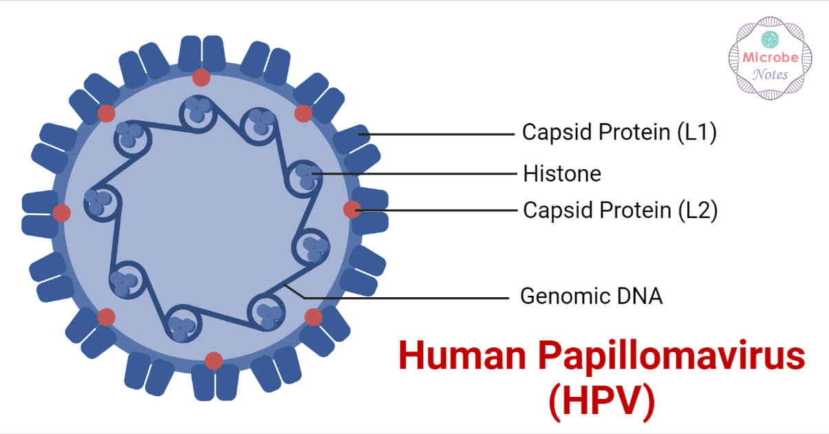 人乳头瘤病毒(HPV)的结构