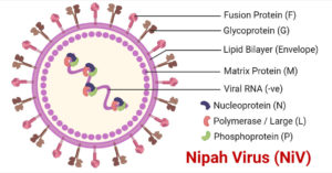 尼帕病毒的结构