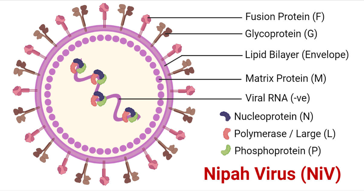 尼帕病毒的结构