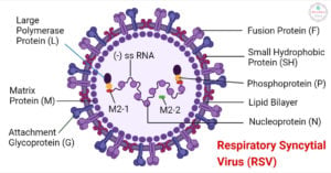 呼吸道合胞病毒(RSV)的结构
