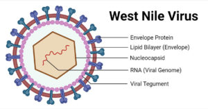 西尼罗河病毒的结构