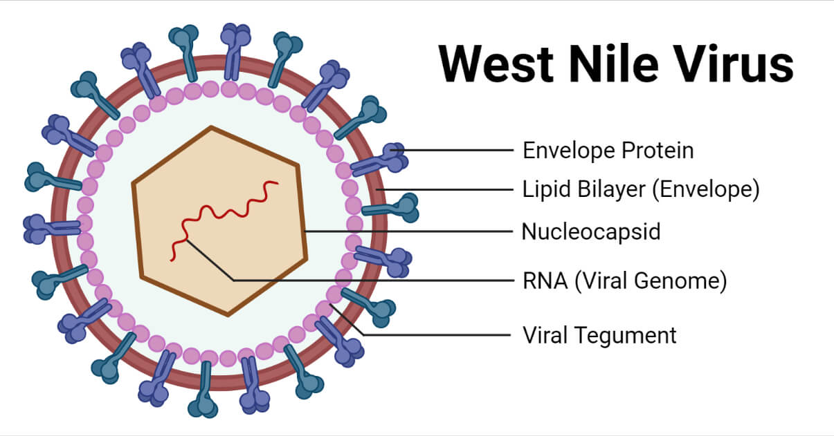 西尼罗河病毒的结构