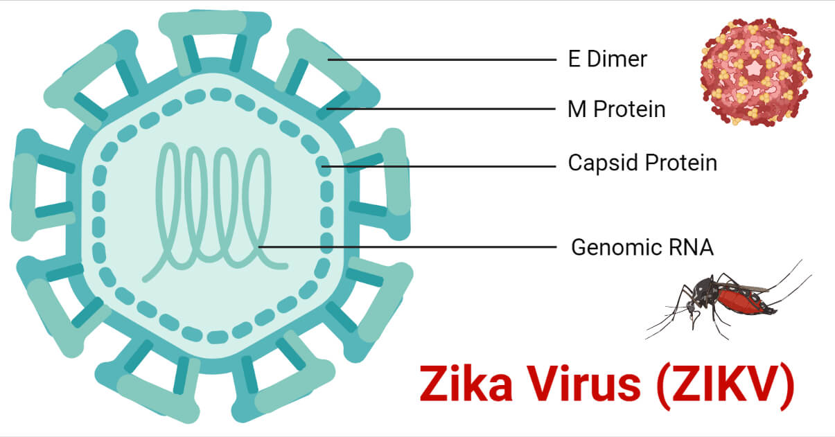 寨卡病毒的结构