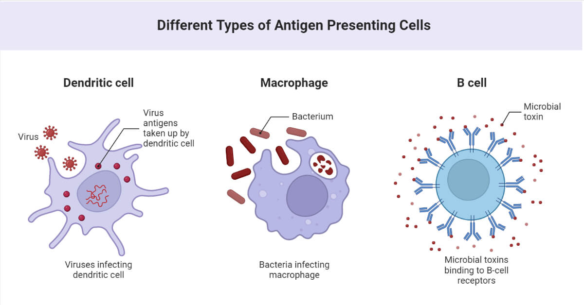 不同类型的抗原提呈细胞
