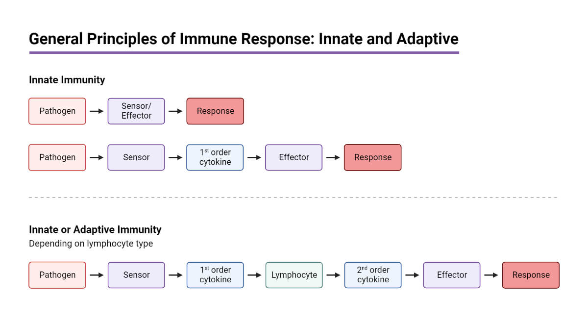 免疫反应的一般原则_先天和适应性