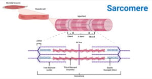 Structure of Sarcomere