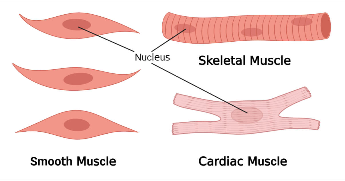 类型的Muscle Tissue