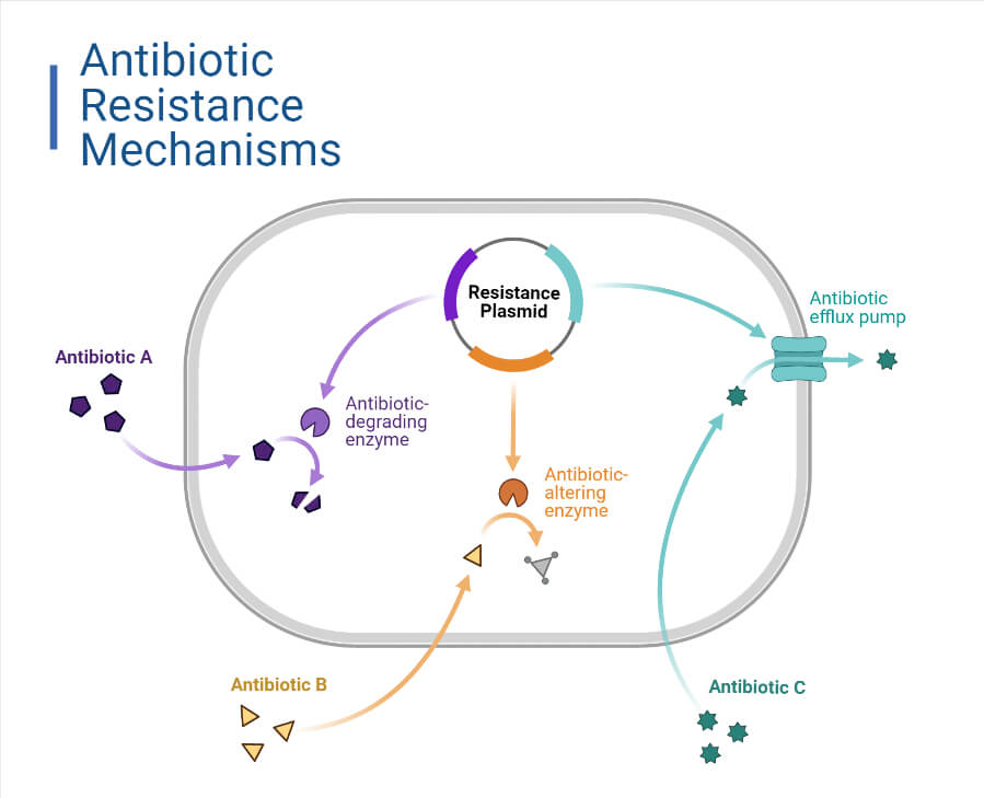 抗生素耐药机制