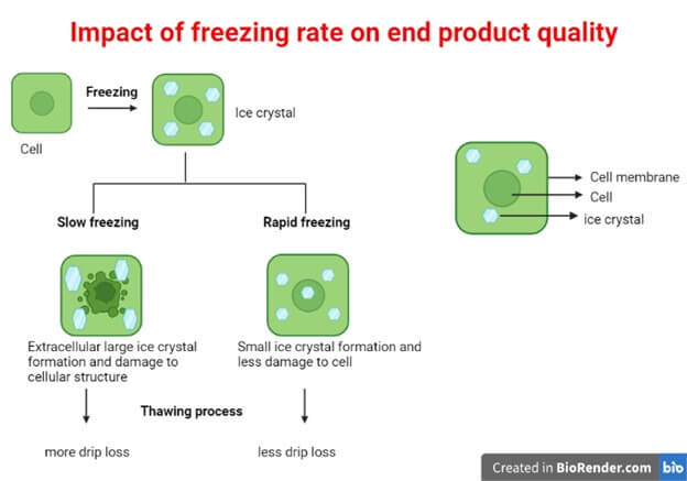 冷冻速率对最终产品质量的影响