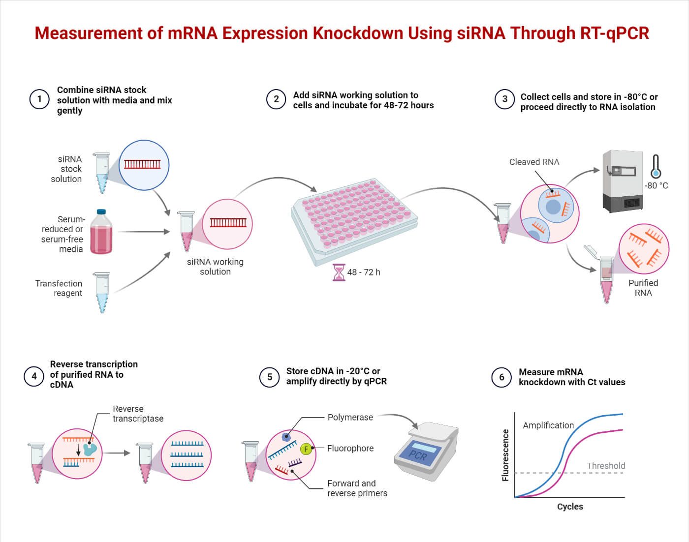 利用siRNA通过RT-qPCR检测mRNA表达下调