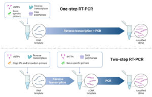 一步法vs.两步法RT-PCR
