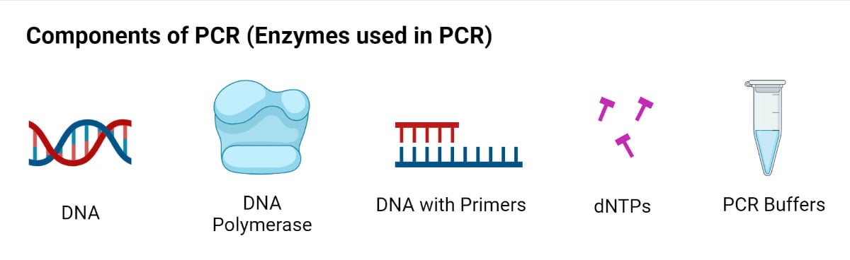 PCR组分(PCR试剂)