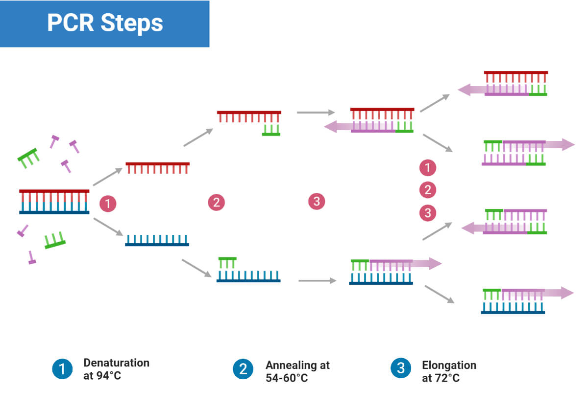 PCR的步骤