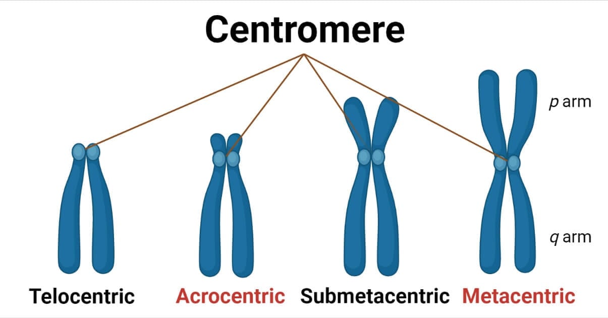Chromosome Shapes