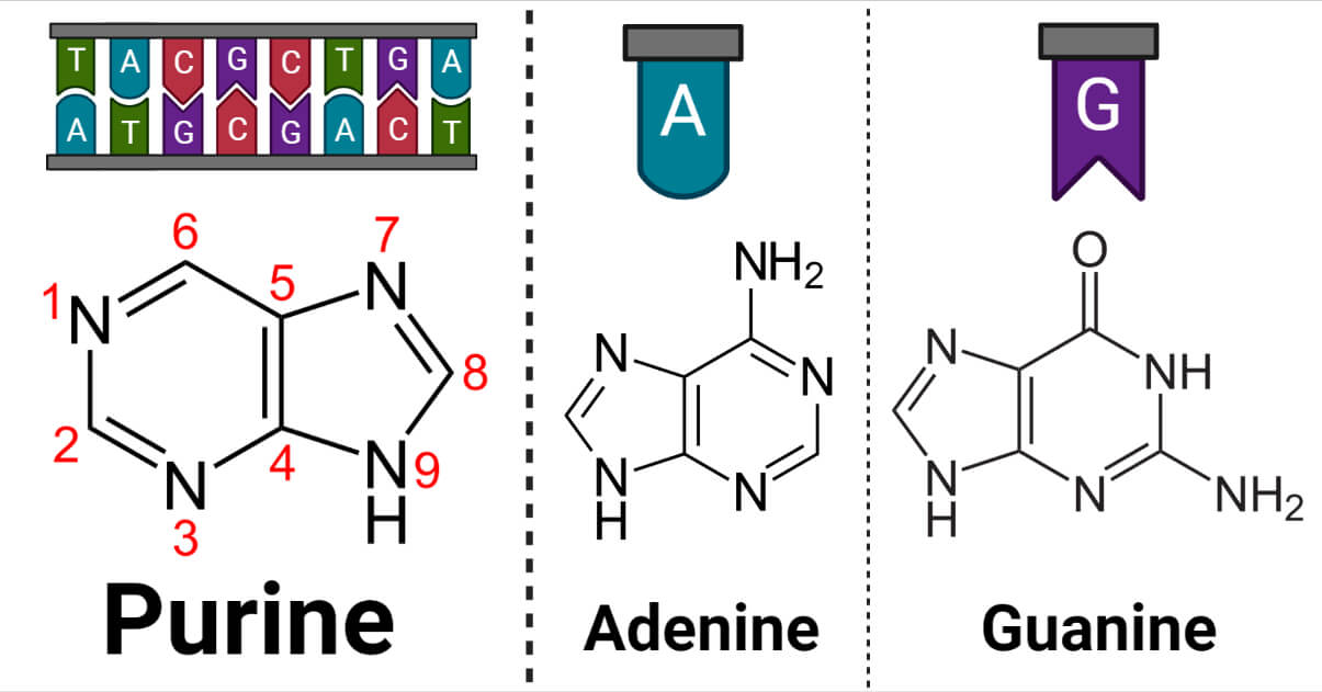 嘌呤- adenine and guanine
