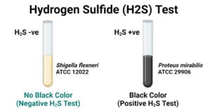 硫化氢(H2S)试验