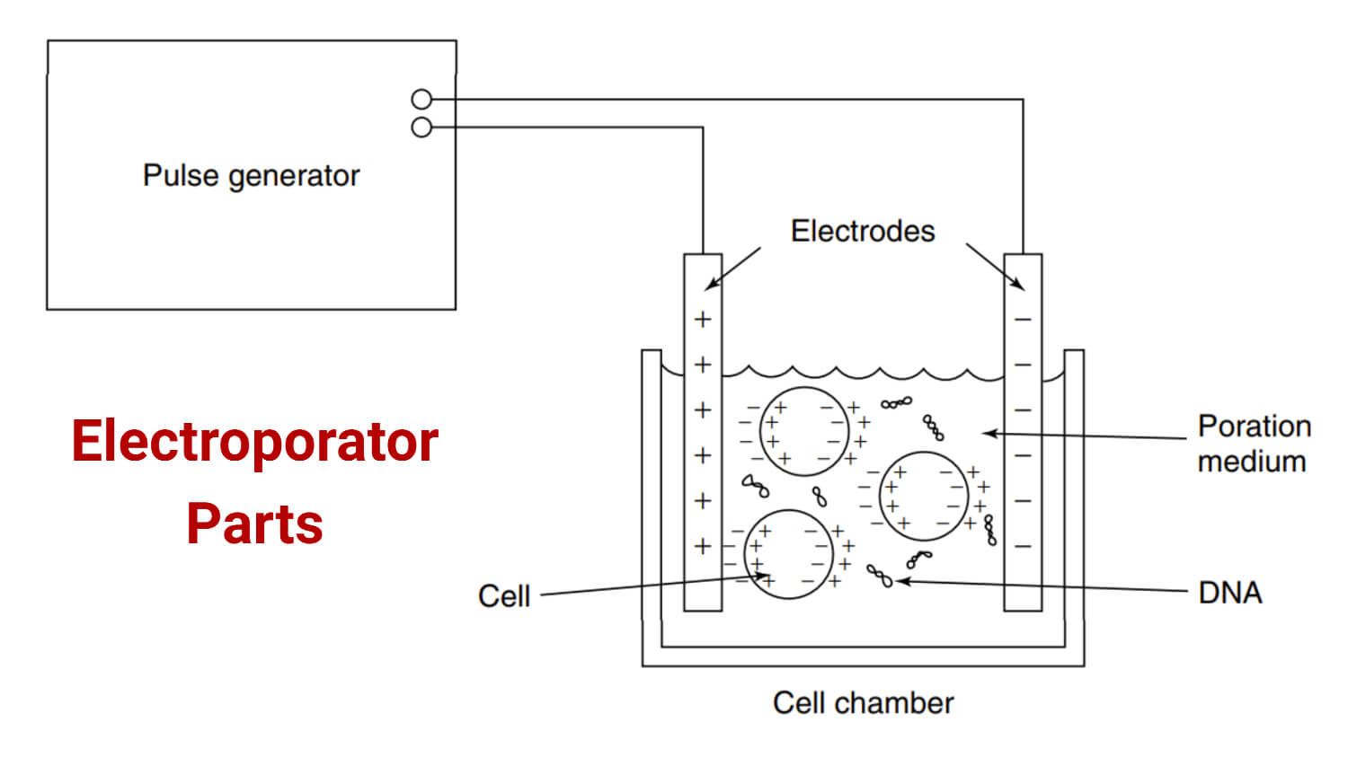 Electroporator Parts