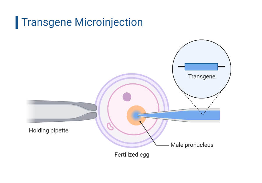 Transgene Microinjection